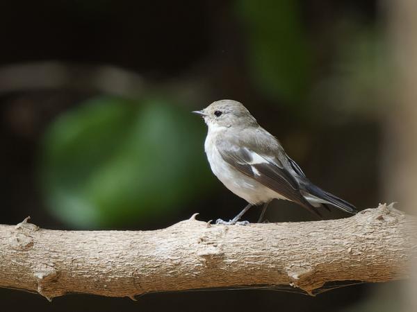 <h3><a href="/trips/gambia/biota/animalia/chordata/aves/040 passeriformes/108 muscicapidae/ficedula hypoleuca/ficedula hypoleuca-nl.html">Ficedula&nbsp;hypoleuca</a> / European&nbsp;pied&nbsp;flycatcher / Bonte&nbsp;vliegenvanger</h3>OM-1 Mark II met OLYMPUS M.150-400mm F4.5 TC, 1/2500 sec  bij F6.3, ISO 4000, afstand 15.0&nbsp;m